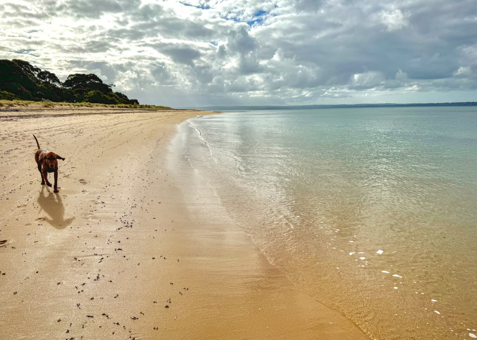 Cowes main beach on a summer morning, with a dog walking the shoreline